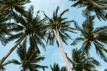 Beautiful tropical palm trees against blue sky.