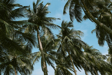 Fototapeta na wymiar Beautiful tropical palm trees against blue sky.
