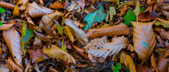 red dry leaves lie on ground, nice natural outdoor autumn background