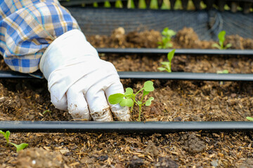 Close up agriculturist  hand wearing white gloves is planting cabbage on nursery plot in organic farm on the morning,side view,agriculture
