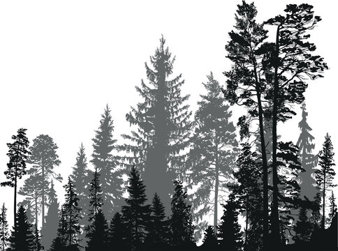 dark grey fir forest isolated on white