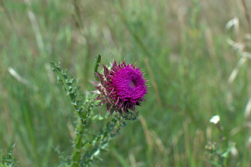 Tatarnik and butterfly 