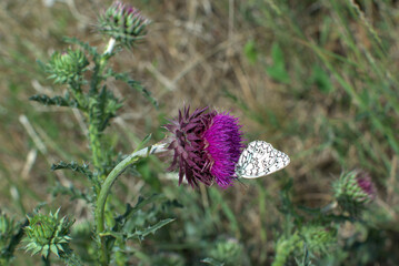 Tatarnik and butterfly 