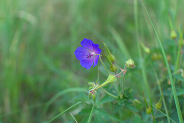 blue flower 