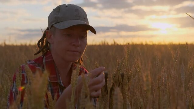 Portrait of woman farmer in wheat field inspecting crop and working on digital tablet on sunset sky background.