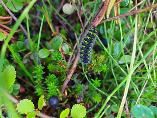 grass snake