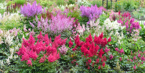 Astilbe variety Montgomery, Kvele, Mont Blanc