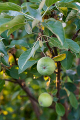 Green apple growing on the tree in the garden sunshine. High quality photo