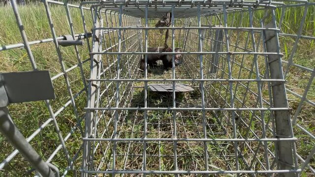 a young stone marten (Martes foina) is caught in a metal live trap - wildlife - video K4 