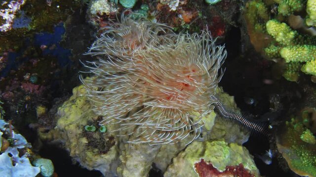 Christmas tree sea worm - amazing underwater macro world of Tulamben, Bali, Indonesia.