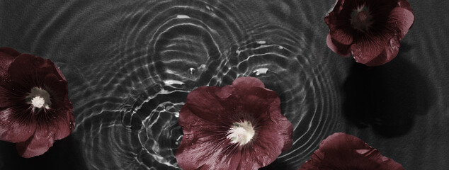 Mallow flowers in black water banner with concentric circles and ripples. Natural beauty Spa...