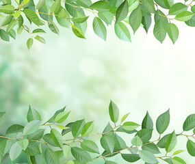 Frame with branches and green leaves. Cherry twigs border