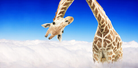 Fantastic scene with huge giraffe coming out of the cloud