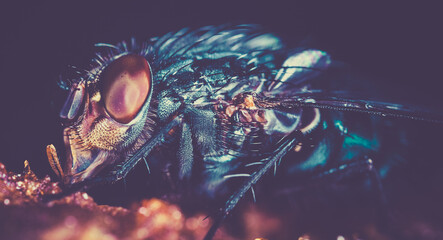 photographing the nature of insects in high close-up - obrazy, fototapety, plakaty