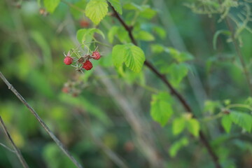 raspberry bush at sunset