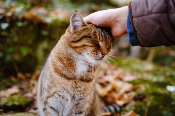 tabby shorthair cat getting stroked by female hand outdoors in the autumn forest