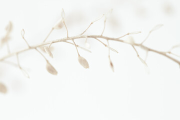 Beautiful romantic elegant beige color dried little flowers round buds with one branch on light background macro