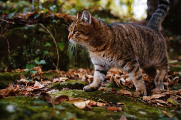 Fototapeta na wymiar A Siberian tabby cat exploring the dark autumn forest. fairytale character of fall forest