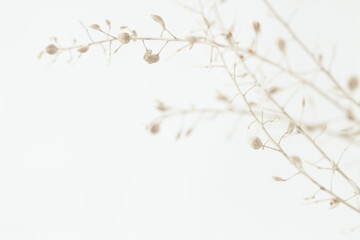 Beautiful romantic elegant beige color dried little flowers round buds with branches with place for text macro