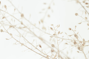 Beautiful romantic elegant beige color dried little flowers round buds with branches macro