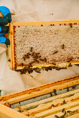 A beekeeper in a protective suit and gloves shakes off a honey frame with a brush from bees. Pumping out honey. Beekeeping. Beekeeper's tools. Eco apiary in nature.