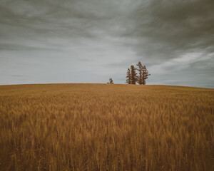 Fototapeta premium Hokkaido Landscape