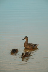 Mother duck swims in the water with little ducklings