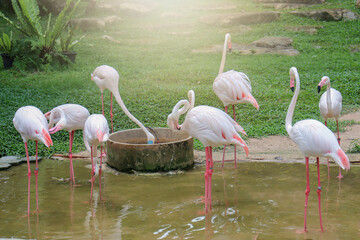 A group of flamingos feeding by the swamp at the zoo.