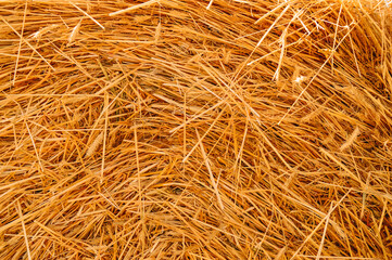 Autumn postcard. The child puts orange pumpkins in a row. Harvesting.