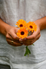 A woman is holding a bouquet of orange calendula flowers in her hands. Uses of calendula. Medicinal plant - obrazy, fototapety, plakaty