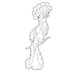 Contour linear illustration for coloring book with paradise bird. Beautiful tropical exotic bird,  anti stress picture. Line art design for adult or kids  in zentangle style and coloring page.