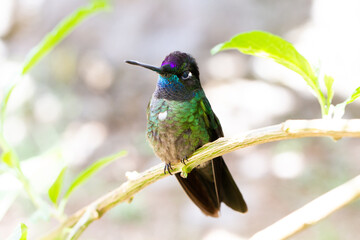 コスタリカに生息する空飛ぶ宝石ともいわれるハチドリ