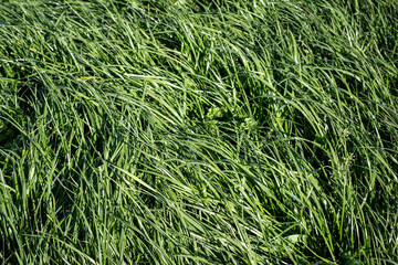 Tall Fescue is a perennial grass with seed-heads, growing up to 1.5 m tall, found in lowland...