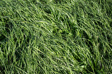 Tall Fescue is a perennial grass with seed-heads, growing up to 1.5 m tall, found in lowland pasture and waste areas. Tolerant of wet soils yet withstands drought and grass grubs well. 