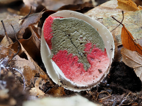 Hexenei vom Tintenfischpilz (Clathrus archeri)