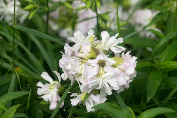 Saponaria officinalis, common soapwort flowers closeup selctive focus