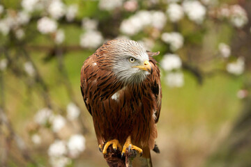 Red kite, sits on a stump in front of a fruit tree with white blossom. A lake in the background....