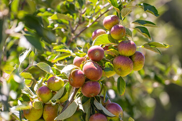 Close-up of apples on a branch. Apple tree with apples. 