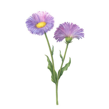 Erigeron glabellus branch with flowers and green leaves. (Erigeron speciosus known as garden, aspen, showy, prairie, streamside fleabane). Watercolor hand drawn painting illustration isolated on white