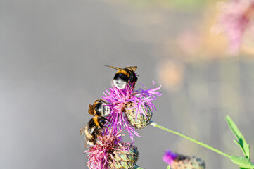 bumblebees on purple thistle in macro photo