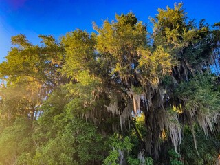 Sunset and Oak Trees in Louisiana