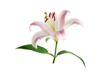 Pink lily flower isolated on white background