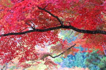 モミジの葉・秋のイメージ
