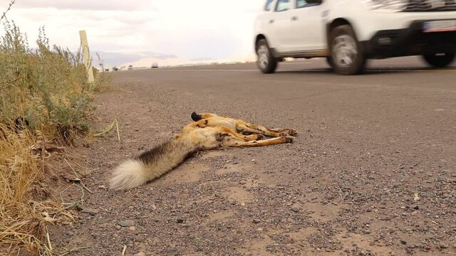 Dead young fox on the highway.
Red fox was hit by a car, although it didn't cross the yellow line, which indicates that it's deliberately killed.
Carcass of animal.
Exotic Veterinary, wildlife vet