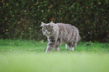 Adorable Maine Coon Cat Walks in the Garden. Young Blue Tabby Feline Animal on Green Grass Outside.