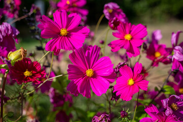 Bright pink cosmos flowers in a summer garden in New Zealand