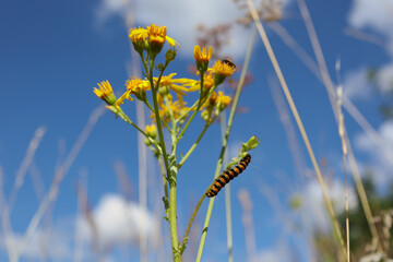 Caterpillar of Yellow and Black Striped Cinnabar Moth on Common Ragwort during Colorful Day with Blue Sky. Insect Feeding on Flowering Plant on a Beautiful Meadow.
