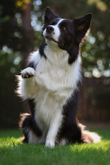 Adorable Black and White Border Collie Dog Gives Paw in the Garden. Domestic Animal Trains Obedience Outside.
