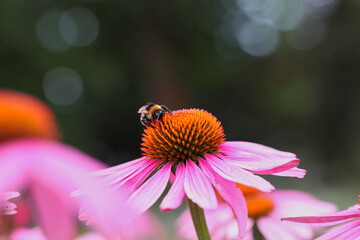 Bumblebee Pollinates Flowering Plant Purple Coneflower in Summer. Bumble Bee Collects Nectar from Colorful Echinacea Purpurea in Nature.