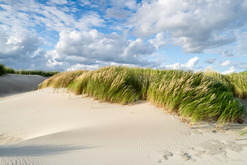 Dune grass on the beach near the North Sea coast, Germany